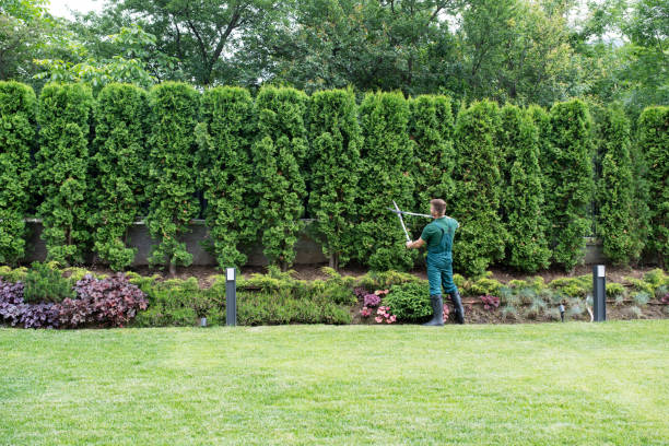 Tree Root Removal